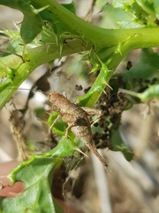 Arachnocephalus vestitus