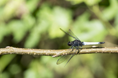 Orthetrum triangulare