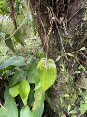 Pleurothallis dunstervillei