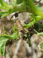 Arachnocephalus vestitus