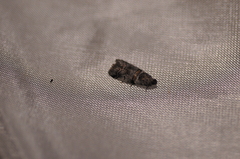 Acrobasis tricolorella