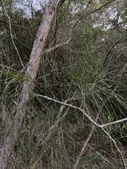 Allocasuarina portuensis
