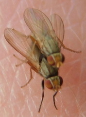 Trixoscelis frontalis