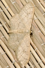 Idaea aversata