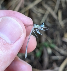 Platycnemis dealbata