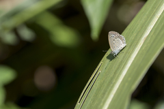 Pseudozizeeria maha okinawana