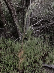 Allocasuarina portuensis
