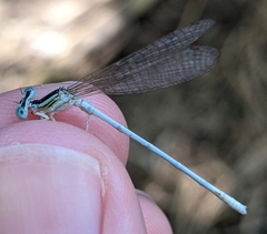 Platycnemis dealbata