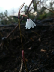 Acis autumnalis