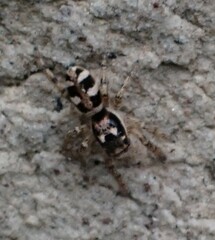 Salticus scenicus