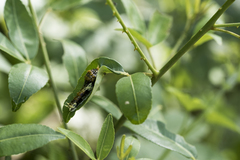 Papilio nephelus chaonulus