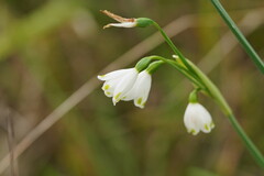 Leucojum aestivum
