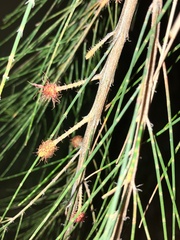 Allocasuarina portuensis
