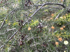 Acacia ulicifolia