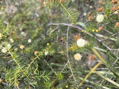Acacia ulicifolia