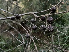 Allocasuarina portuensis