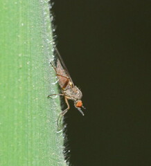 Empidoidea