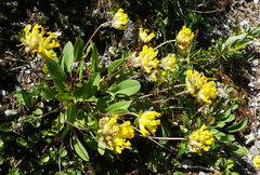 Anthyllis vulneraria alpestris