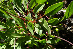 Anthyllis vulneraria alpestris