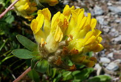 Anthyllis vulneraria alpestris