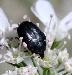 Dermestidae