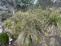 Acacia ulicifolia