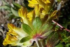 Anthyllis vulneraria alpestris