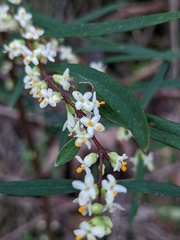 Pimelea axiflora axiflora