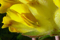 Anthyllis vulneraria alpestris