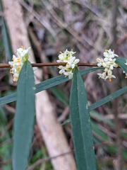 Pimelea axiflora axiflora