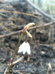 Acis autumnalis