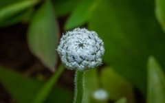 Eriocaulaceae