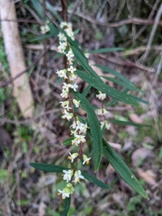 Pimelea axiflora axiflora