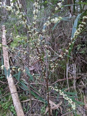 Pimelea axiflora axiflora