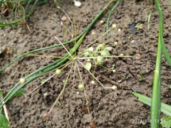 Androsace filiformis