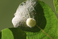 Euura pedunculi
