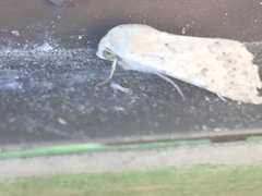 Australothis rubrescens