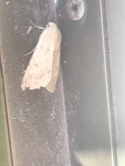 Australothis rubrescens