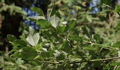 Euura pedunculi