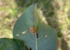 Euura pedunculi