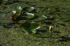 Salvinia natans