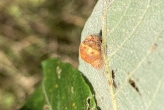 Euura pedunculi
