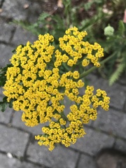 Achillea