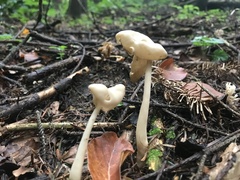 Helvella elastica