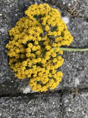 Achillea