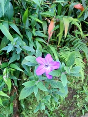 Ruellia squarrosa