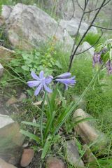 Agapanthus