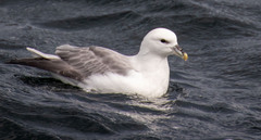 Fulmarus glacialis