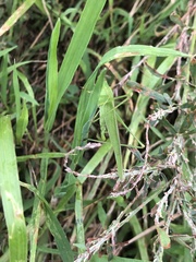 Phaneroptera falcata