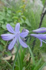 Agapanthus